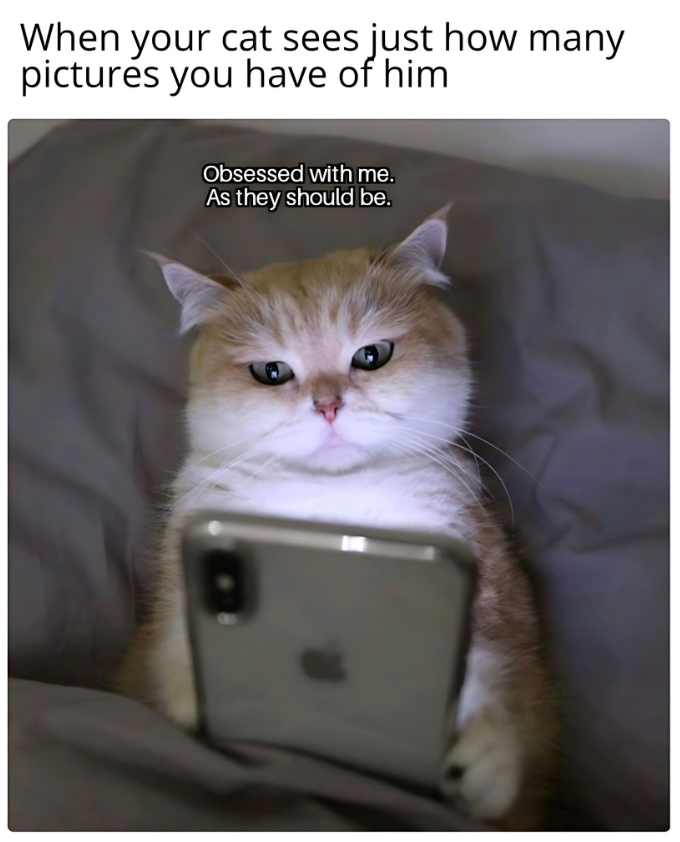 When your cat sees just how many pictures you have of him Obsessed with me. As they should be.