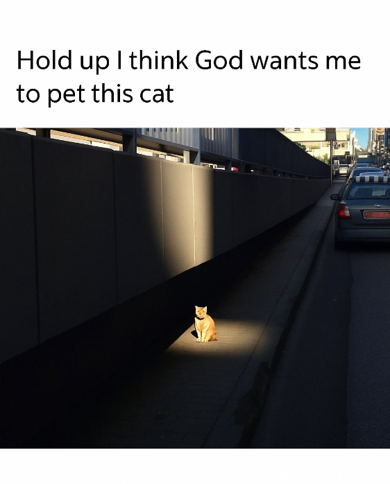 Hold up I think God wants me to pet this cat