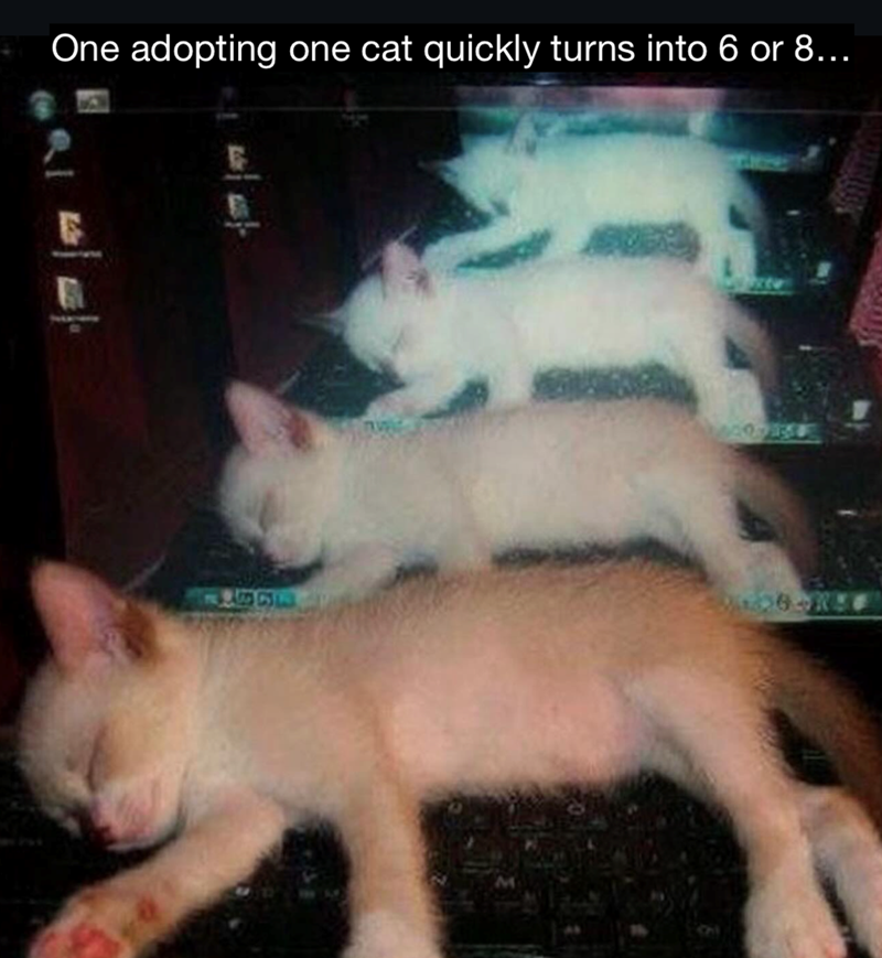 One adopting one cat quickly turns into 6 or 8... E மக