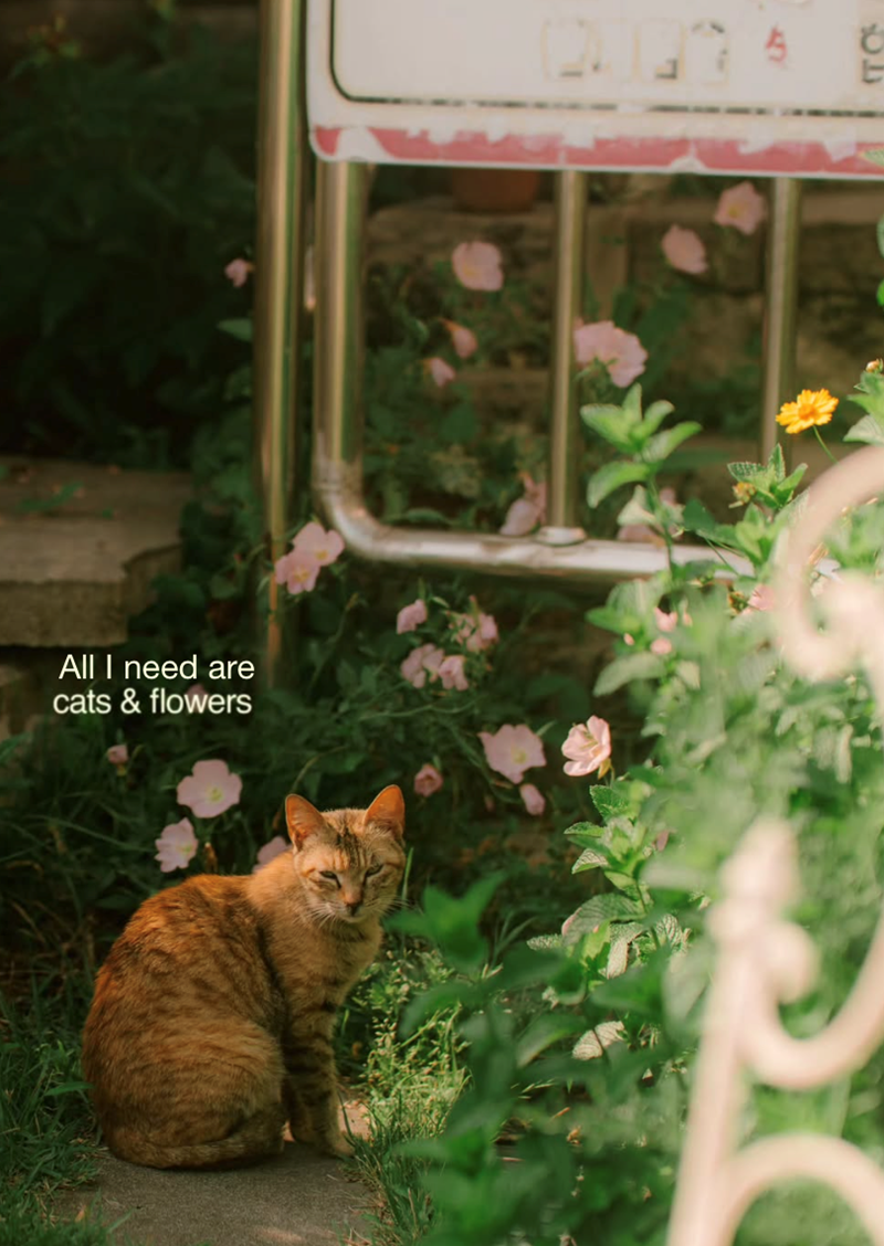 99 All I need are cats & flowers