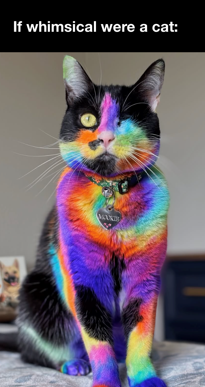 If whimsical were a cat: MOOKIE
