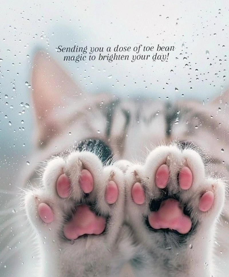 Sending you a dose of toe bean magic to brighten your day!