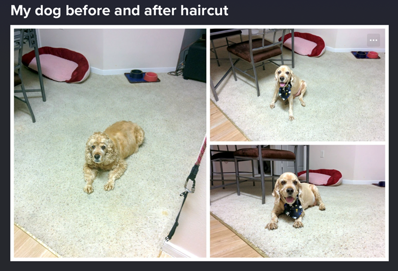 My dog before and after haircut
