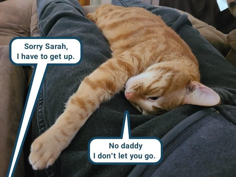 Cheezburger Image 10614128896