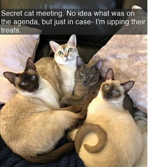 Secret cat meeting. No idea what was on the agenda, but just in case- I'm upping their treats.