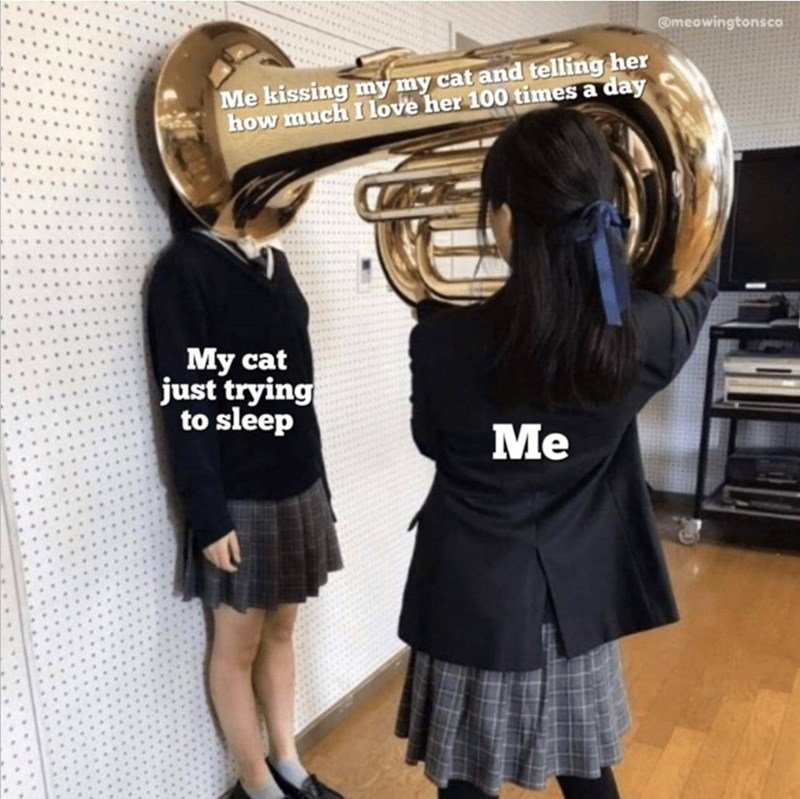 Me kissing my my cat and telling her how much I love her 100 times a day @meowingtonsco My cat just trying to sleep Me