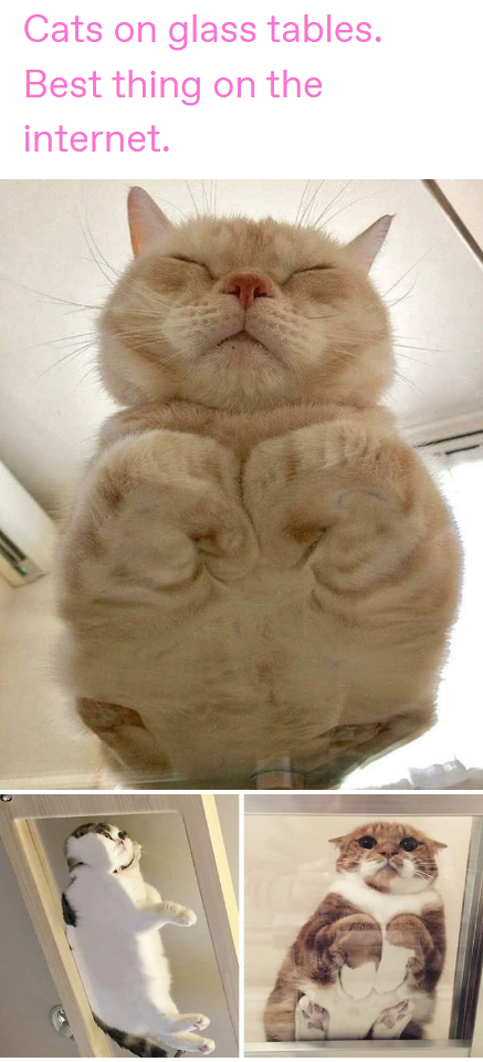 Cats on glass tables. Best thing on the internet.