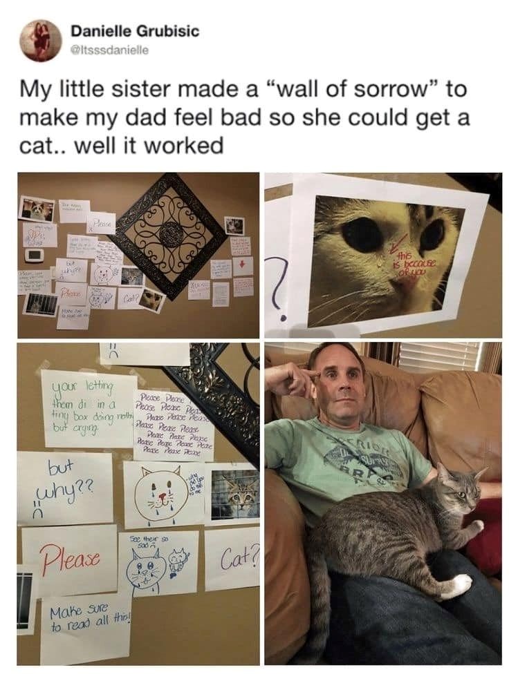 Danielle Grubisic @Itsssdanielle My little sister made a "wall of sorrow" to make my dad feel bad so she could get a cat.. well it worked Plane More your letting them di in a tiny box doing noth but orging but "Why?? Please Make sure to read all this Please Please Please Please Plea Please Please Please Please Please Please Please Plate Please Please Pepe Please Please Please Please Please See their so 500 80 Cat? this is because Of you