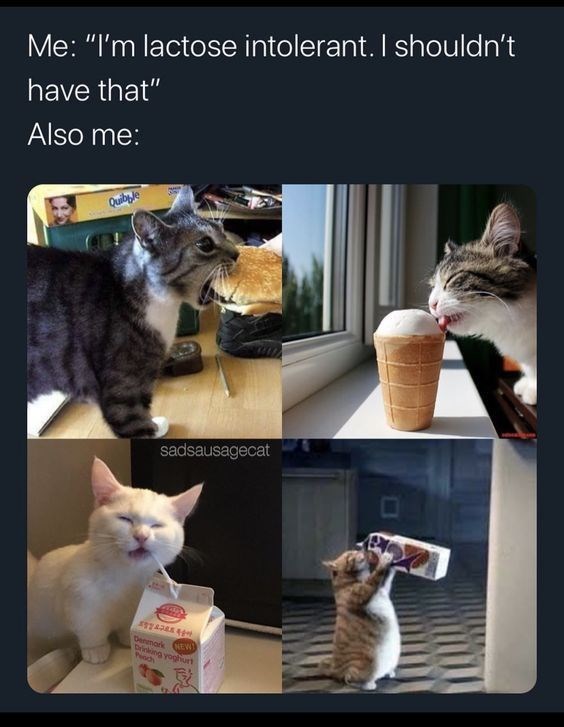 Me: "I'm lactose intolerant. I shouldn't have that" Also me: Quibble sadsausagecat Denmark NEW Drinking yoghurt Peach