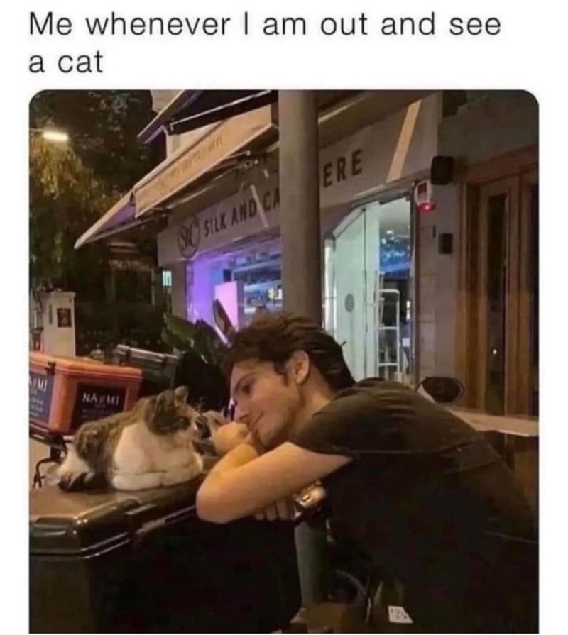 Me whenever I am out and see a cat NA MI SO SILK AND CA ERE