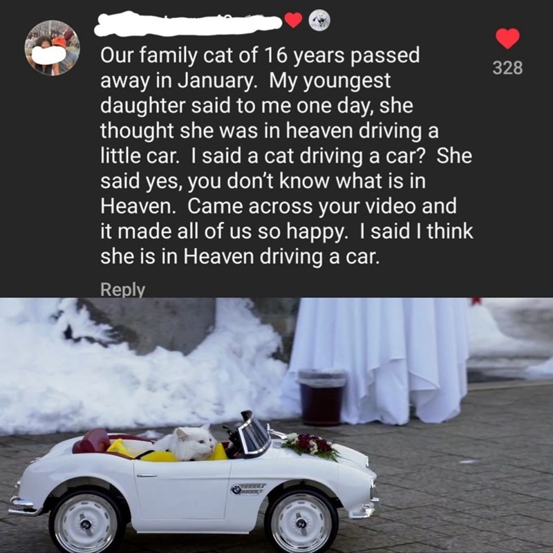 Our family cat of 16 years passed away in January. My youngest daughter said to me one day, she thought she was in heaven driving a little car. I said a cat driving a car? She said yes, you don't know what is in Heaven. Came across your video and it made all of us so happy. I said I think she is in Heaven driving a car. Reply www 328