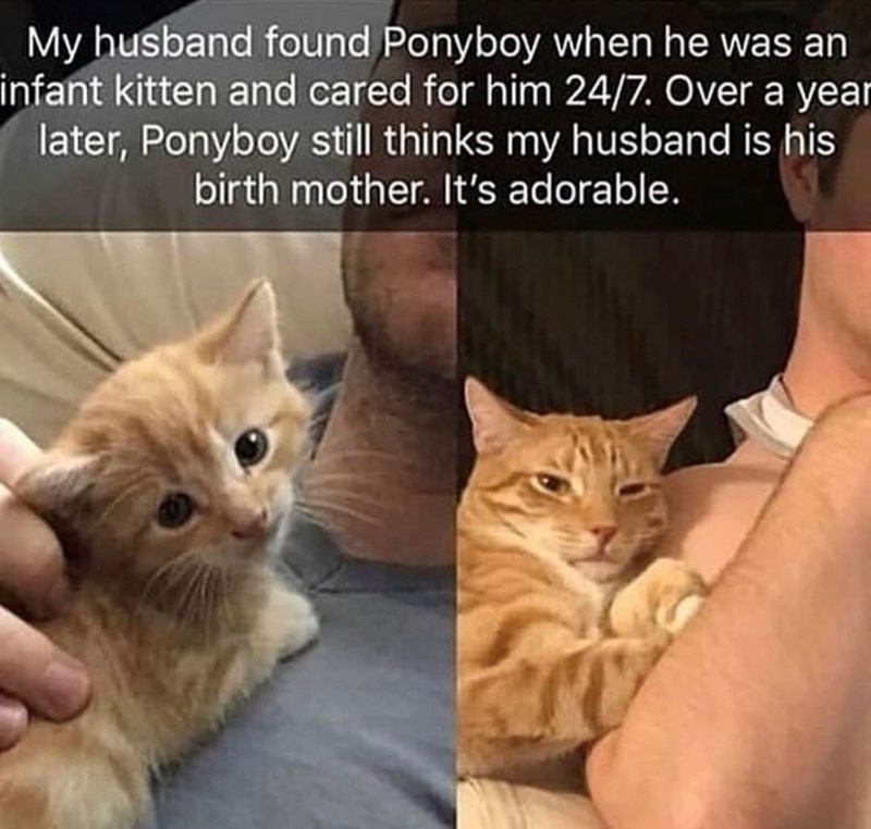 My husband found Ponyboy when he was an infant kitten and cared for him 24/7. Over a year later, Ponyboy still thinks my husband is his birth mother. It's adorable.