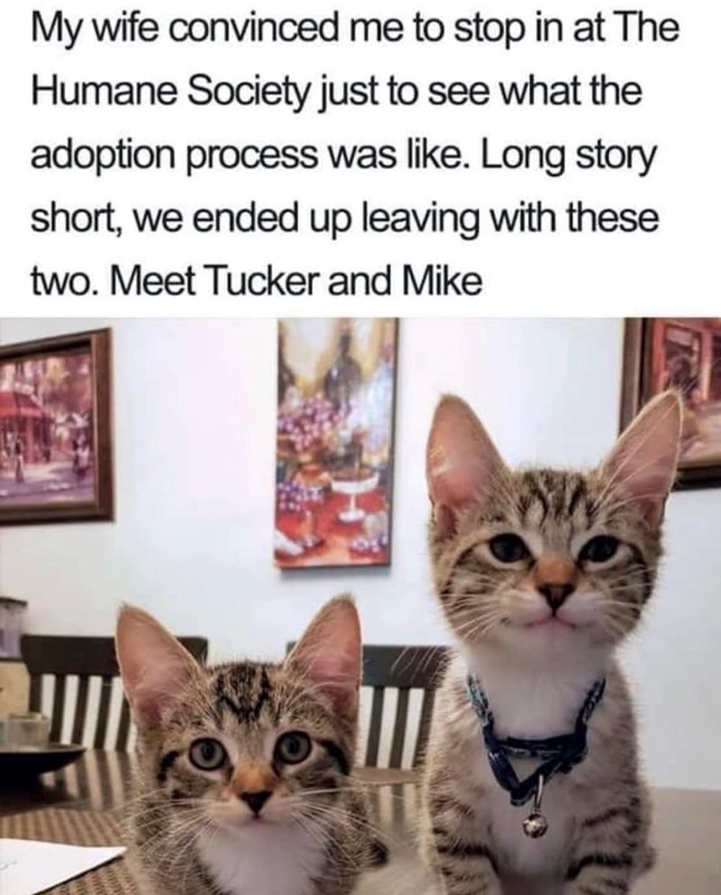 My wife convinced me to stop in at The Humane Society just to see what the adoption process was like. Long story short, we ended up leaving with these two. Meet Tucker and Mike