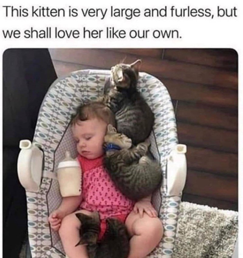 This kitten is very large and furless, but we shall love her like our own.