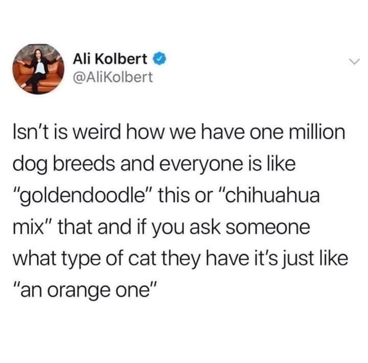 Ali Kolbert @AliKolbert Isn't is weird how we have one million dog breeds and everyone is like "goldendoodle" this or "chihuahua mix" that and if you ask someone what type of cat they have it's just like "an orange one"