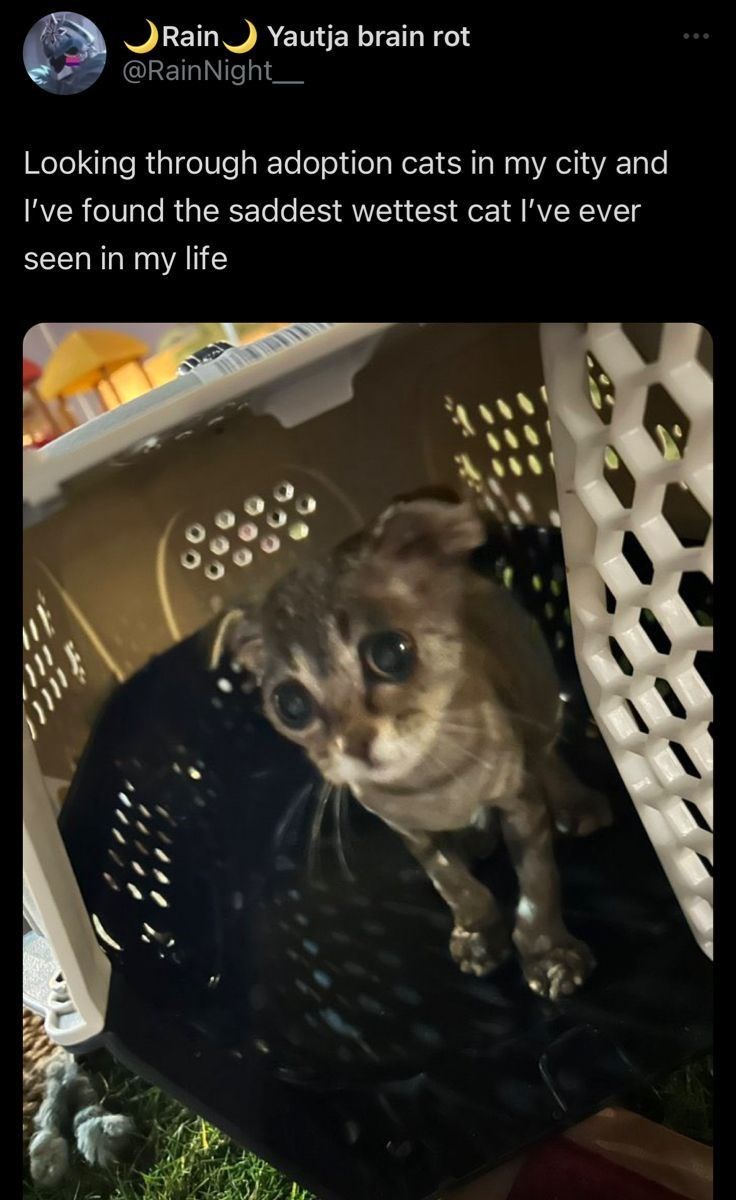 Rain Yautja brain rot @RainNight_ Looking through adoption cats in my city and I've found the saddest wettest cat I've ever seen in my life