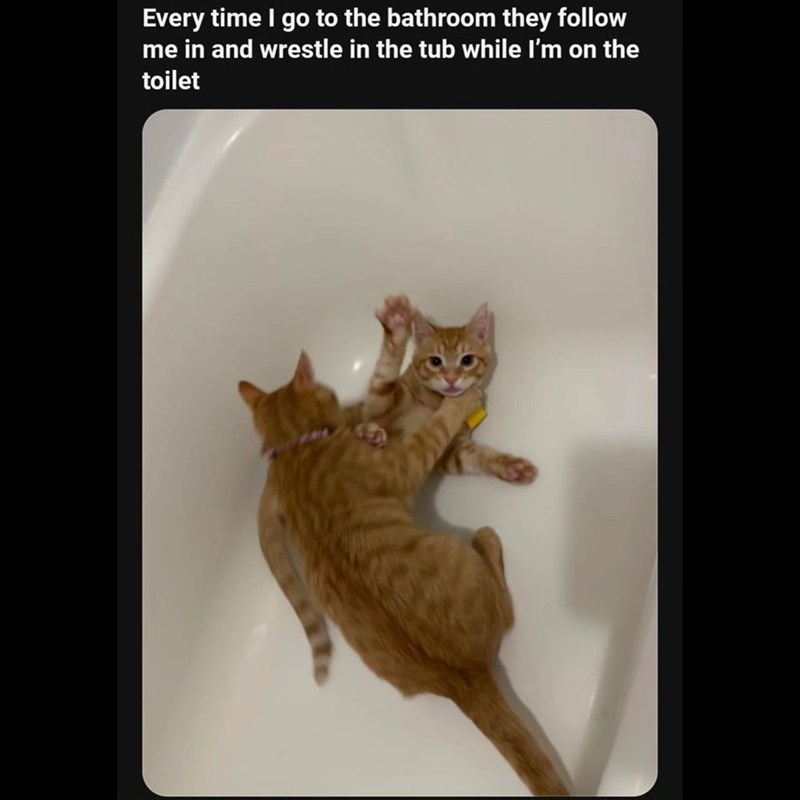 Every time I go to the bathroom they follow me in and wrestle in the tub while I'm on the toilet