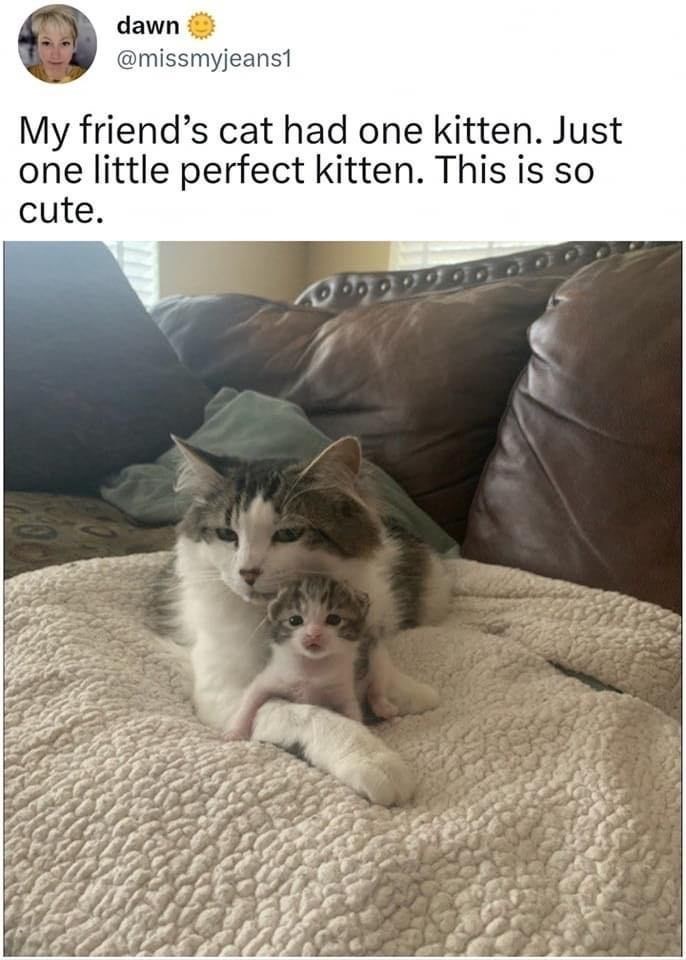 dawn @missmyjeans1 My friend's cat had one kitten. Just one little perfect kitten. This is so cute.