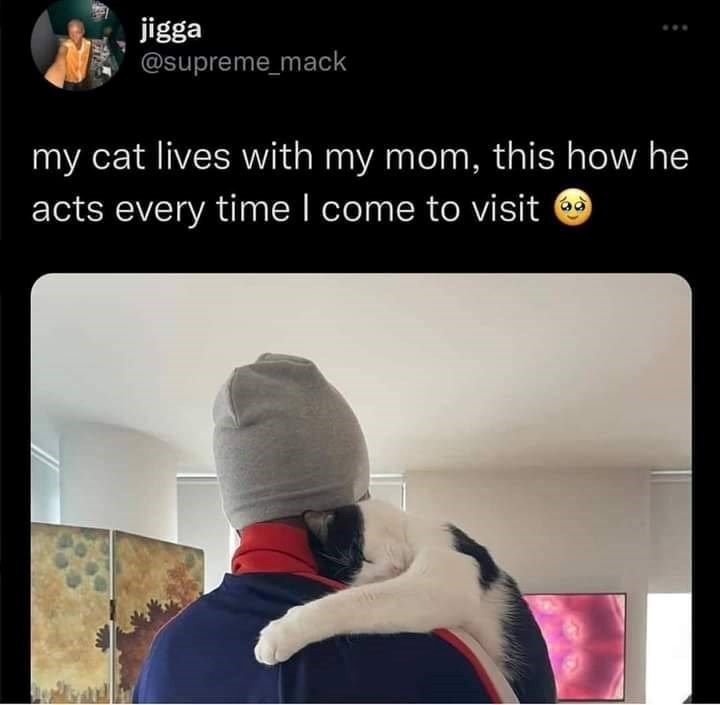 jigga @supreme_mack my cat lives with my mom, this how he acts every time I come to visit