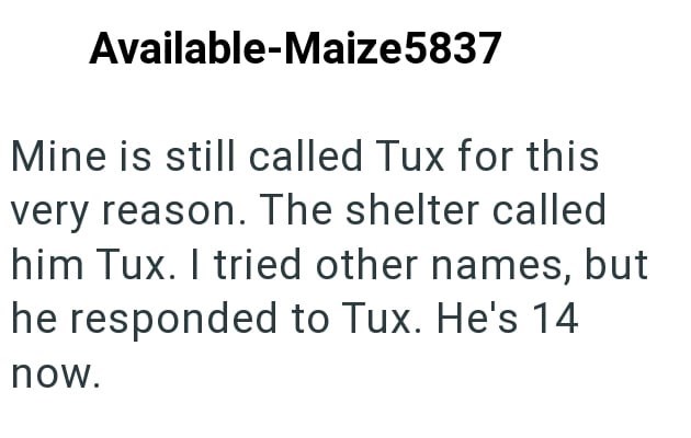 Available-Maize5837 Mine is still called Tux for this very reason. The shelter called him Tux. I tried other names, but he responded to Tux. He's 14 now.