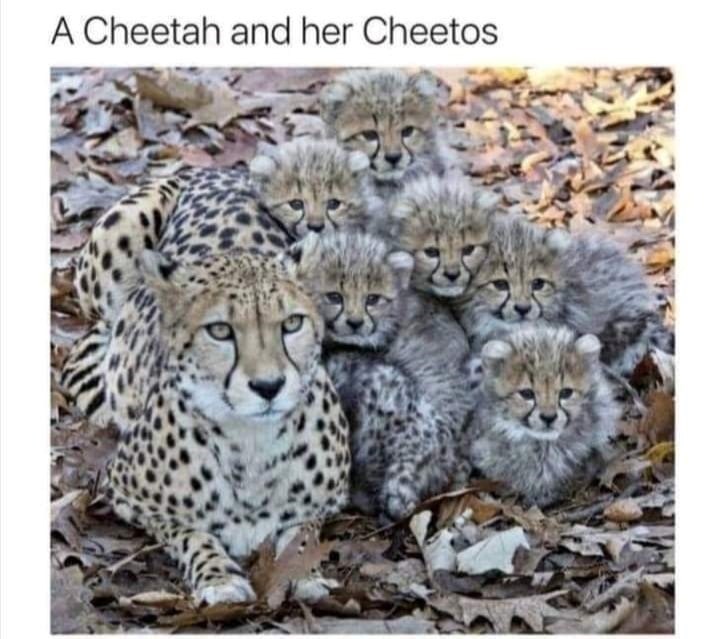 A Cheetah and her Cheetos