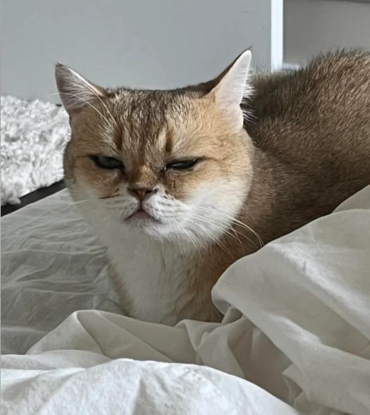 Cheezburger Image 10614159872