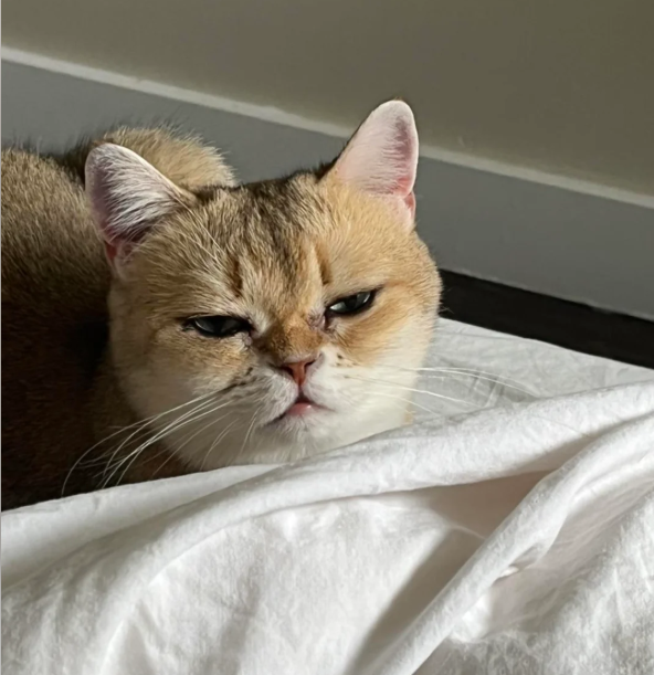 Cheezburger Image 10614160128