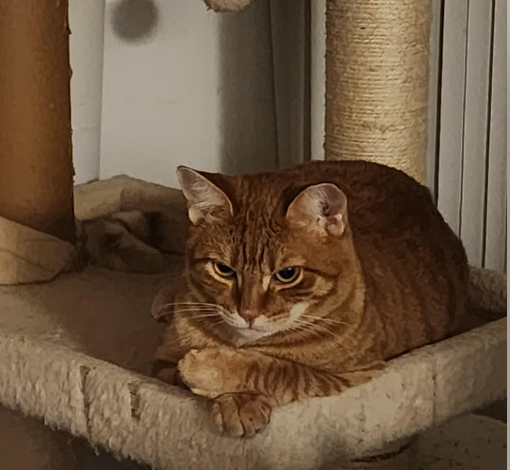 Cheezburger Image 10614160384