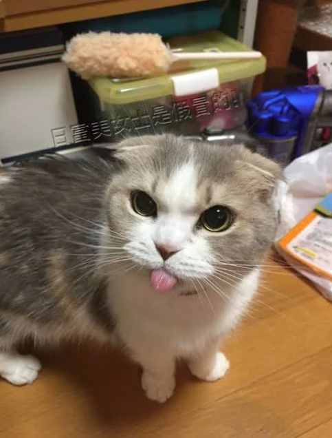 三富美女士是假冒的