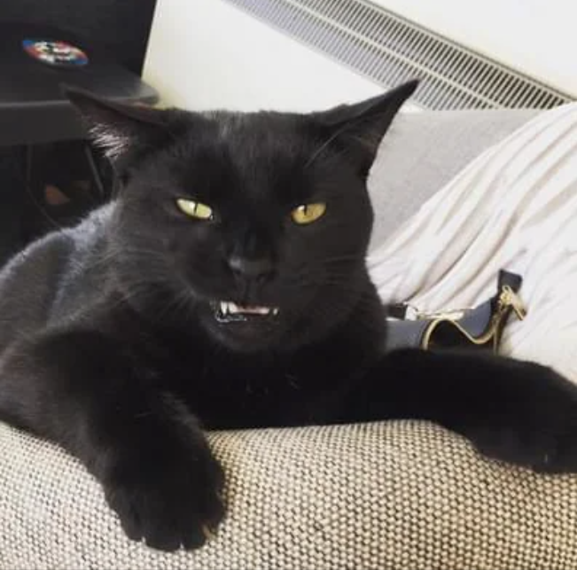 Cheezburger Image 10614161152