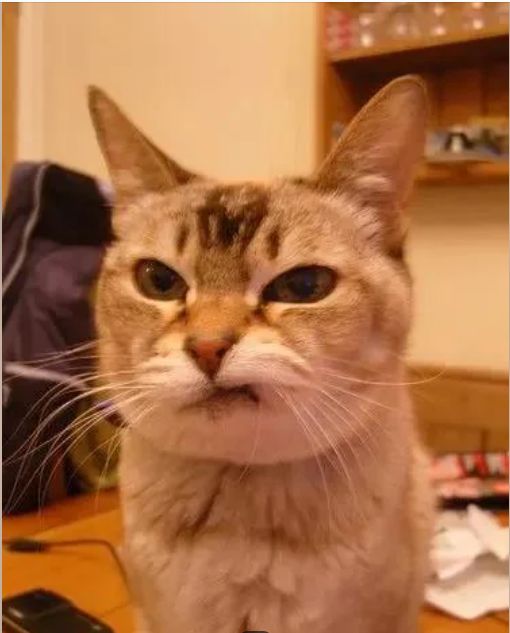 Cheezburger Image 10614161920