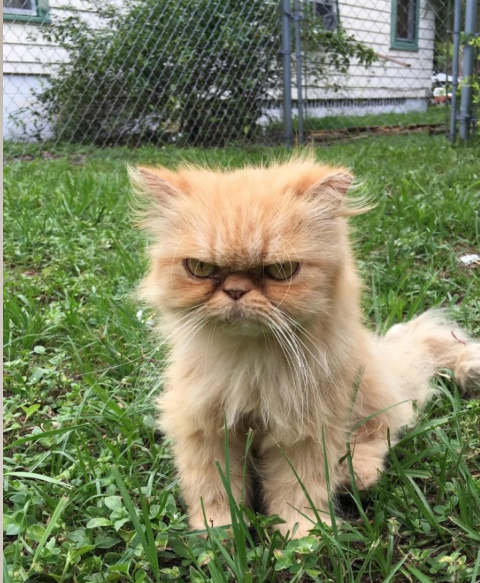 Cheezburger Image 10614162176