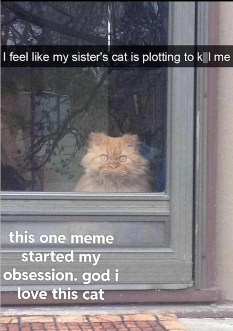 I feel like my sister's cat is plotting to k l me this one meme started my obsession. god i love this cat