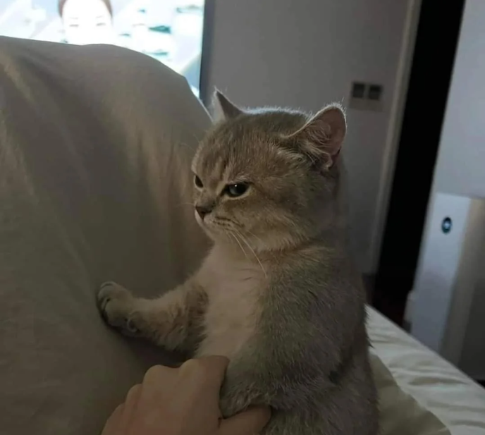 Cheezburger Image 10614162688