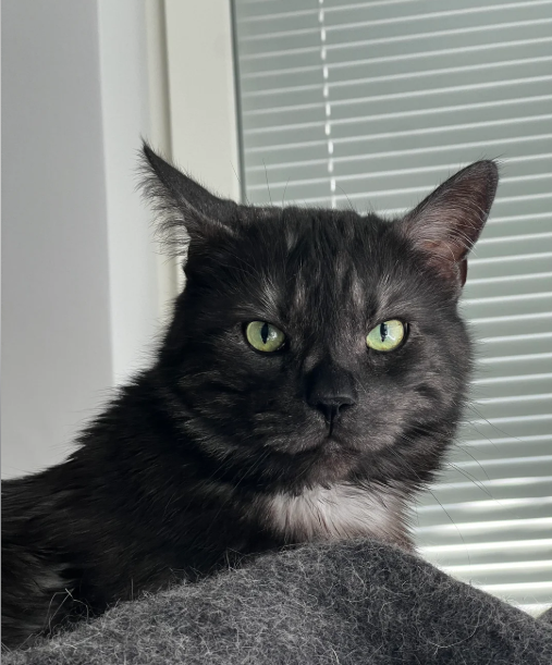 Cheezburger Image 10614163200