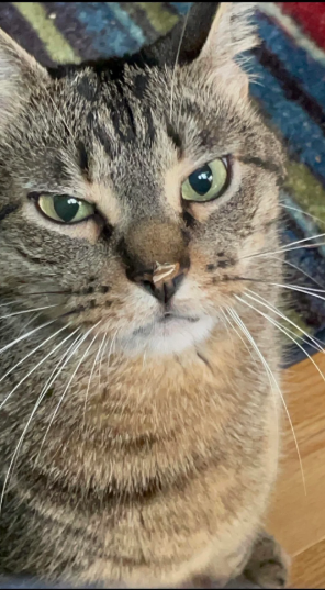 Cheezburger Image 10614166784