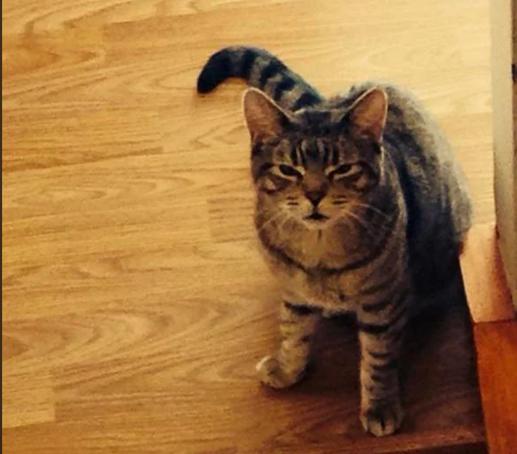 Cheezburger Image 10614171648