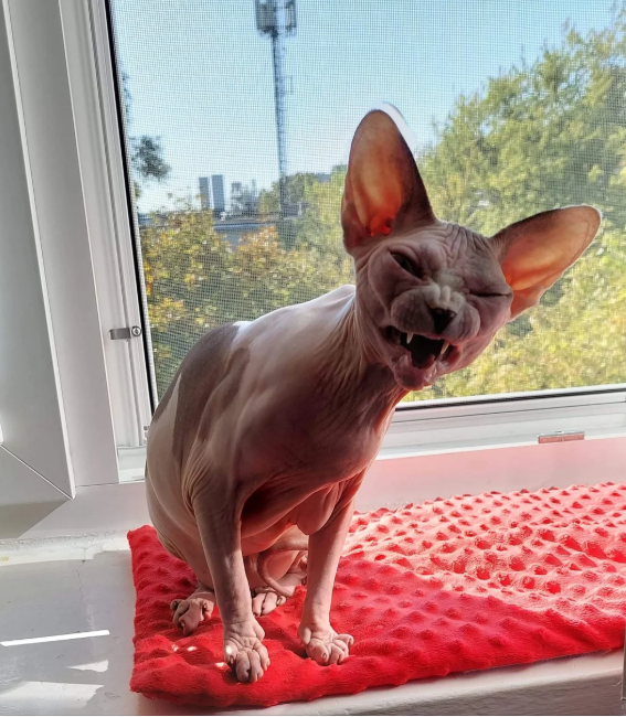 Cheezburger Image 10614172160