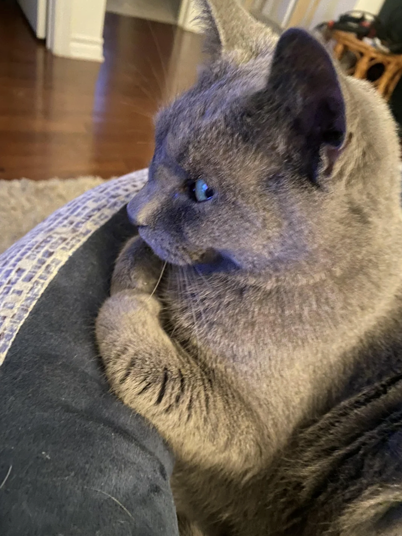 Cheezburger Image 10614172928