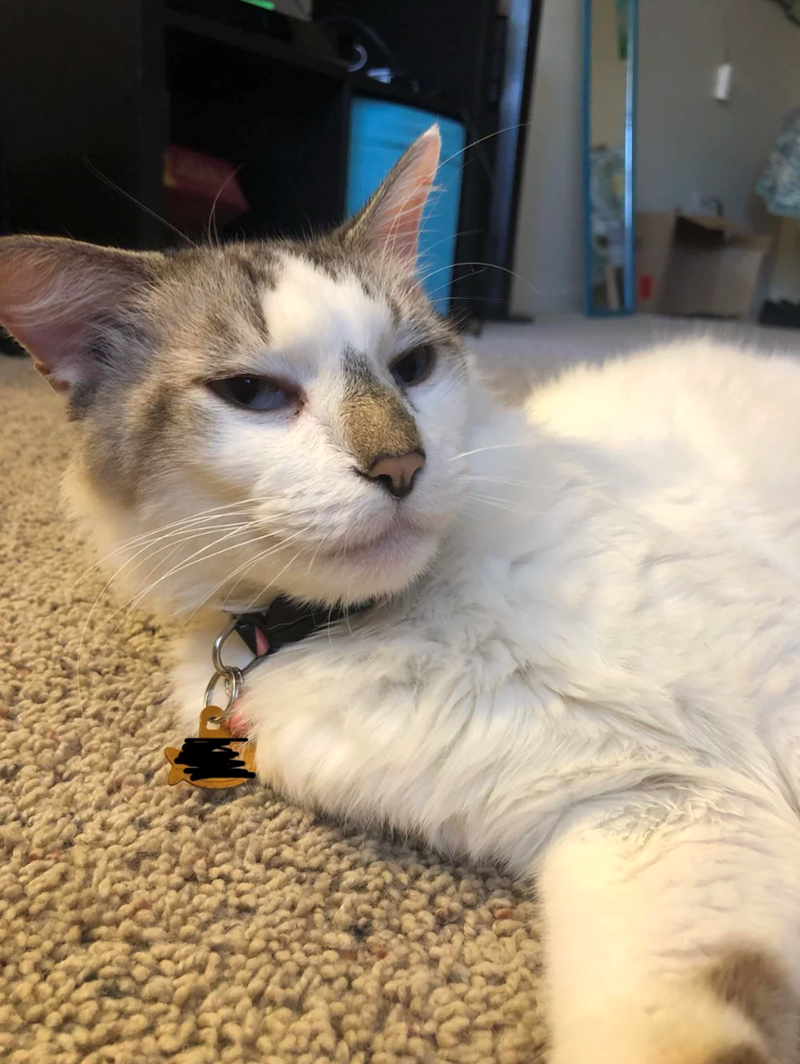 Cheezburger Image 10614173184