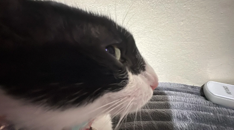 Cheezburger Image 10614173440