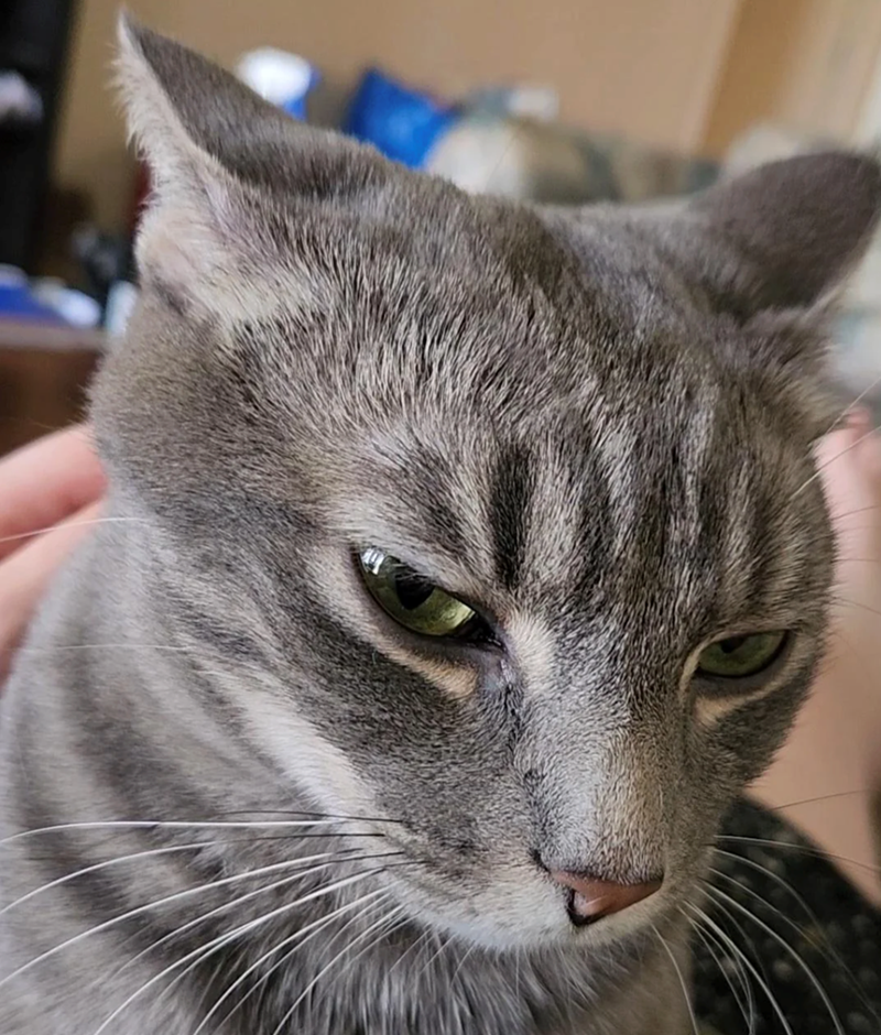 Cheezburger Image 10614174464