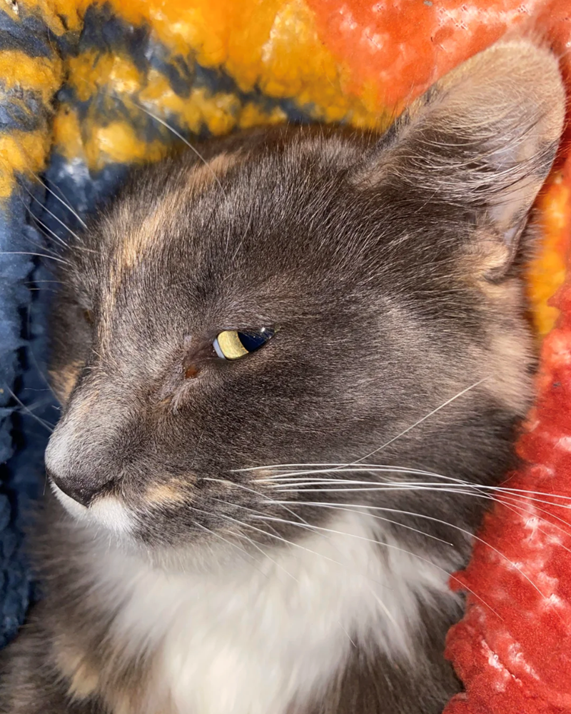 Cheezburger Image 10614174720