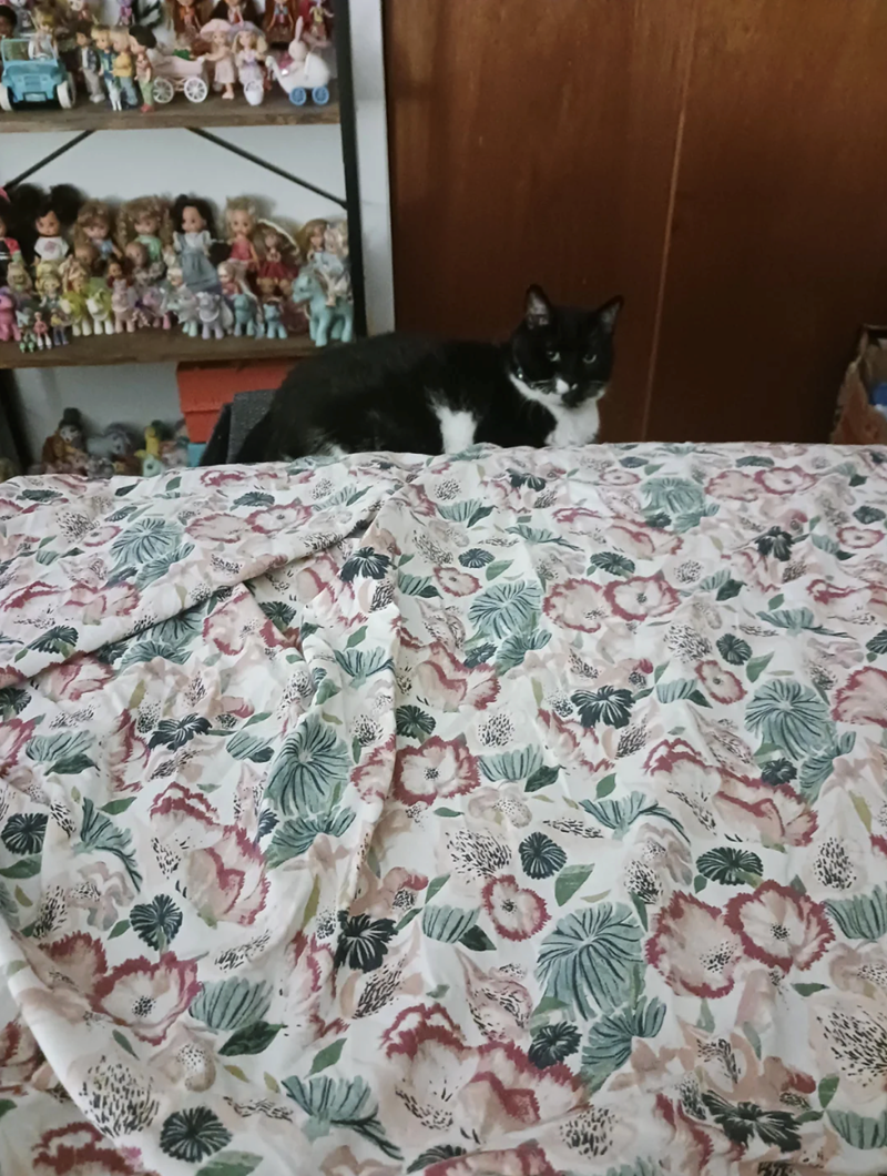 Cheezburger Image 10614174976