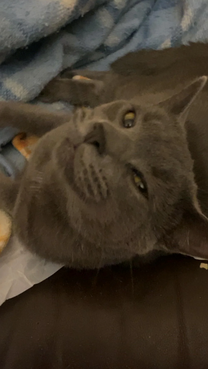 Cheezburger Image 10614175232