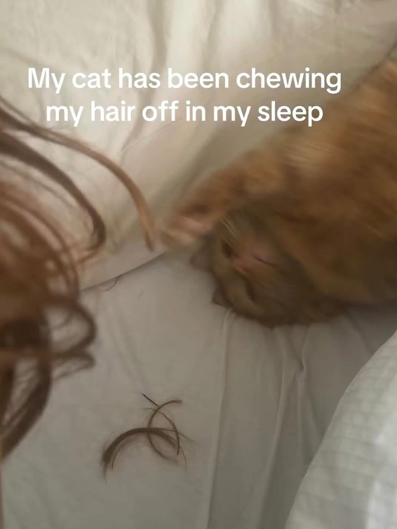 My cat has been chewing my hair off in my sleep