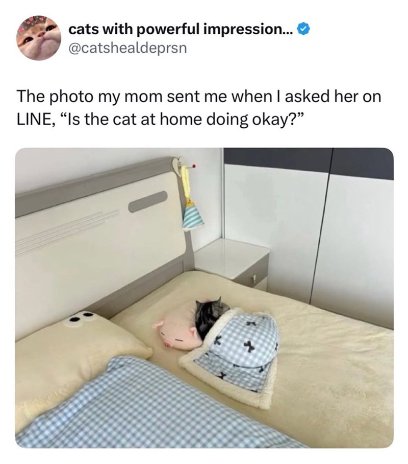 cats with powerful impression... ❤ @catshealdeprsn The photo my mom sent me when I asked her on LINE, "Is the cat at home doing okay?"