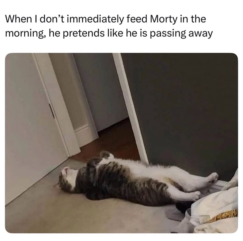 When I don't immediately feed Morty in the morning, he pretends like he is passing away