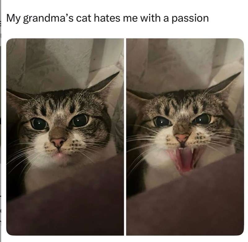 My grandma's cat hates me with a passion