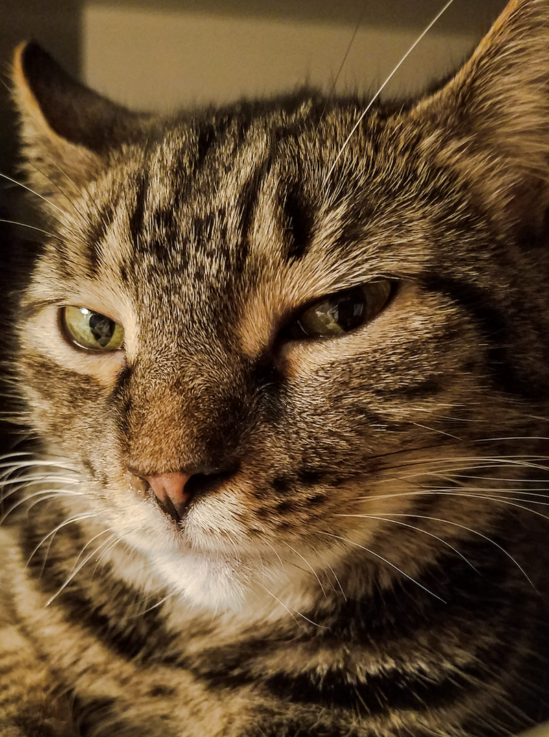 22 Sassy Pictures Of Side Eyeing Cats Who Are Seriously Not Impressed 